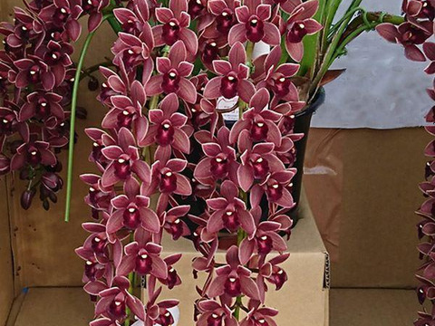 【花芽付きシンビジウム】ハチさんを誘引する蘭〝フォアゴットンフルーツ〟