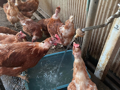 【期間限定】平飼い鶏の初産み卵 6個入×4パック 24個入 ギフトにもおすすめ♪ 遠藤農園 埼玉県加須市 後藤もみじ卵