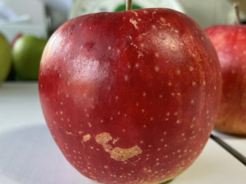 りんごおためし3種セット （B品2㎏）