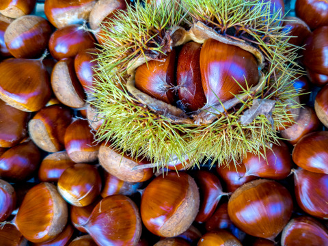 甘み熟成！ほくほく和栗1㎏ S～Mサイズ（約100粒）　皮がぽろっと簡単な「ぽろたん」小粒でも食べ始めると止まらない！ 【冷蔵クール便】