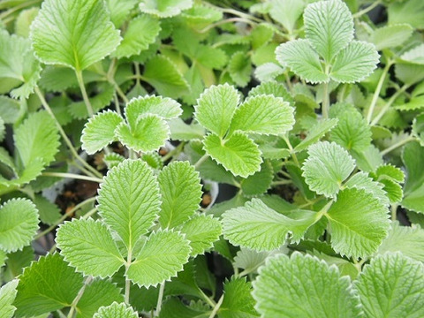 2個セット  ポテンティラ ゴールデンスターリット  イングリッシュガーデン グランドカバー 花苗 多年草 宿根草