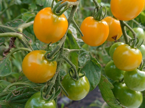 とりたて旬野菜７種類前後 【農薬・化学肥料不使用】