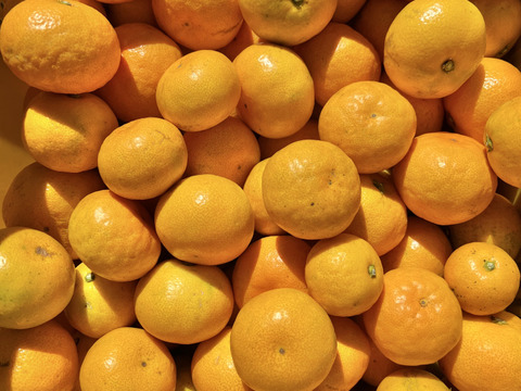 〜みかんの甘さの向こう側を知りたい〜over the みかん🍊【箱込10kg】