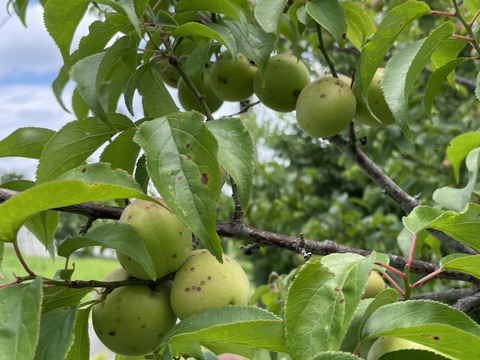 中熟梅　栽培期間中農薬不使用　化学肥料　除草剤不使用　農家直送　ご家庭用　5キロ　ご注文後収穫となります