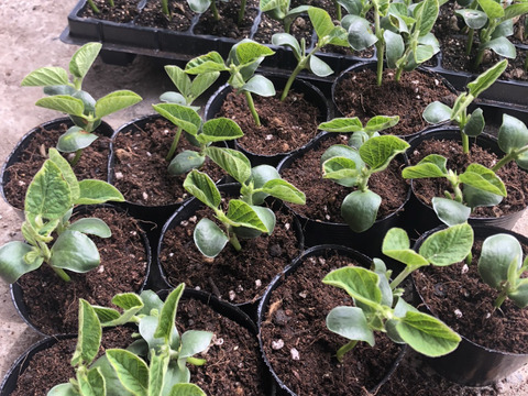 【おまけ有】 🤗香り枝豆 1.0Kg🤗　🚚 たっぷり プリップリ 鮮度抜群  🍀 ✨人気の品種『月夜音(つきよね)』 甘みと旨み✨👨‍🌾晴れの国おかやま 国産枝豆