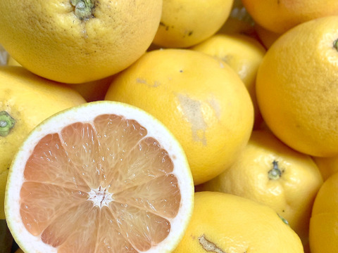 訳あり１.５Ｋ＊小さめグレープフルーツ・さがんルビー