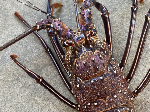 お刺身ok お きな 伊勢海老 1 5kgサイズ 鹿児島県産のエビ 食べチョク 産地直送 産直 お取り寄せ通販 農家 漁師から旬の食材を直送