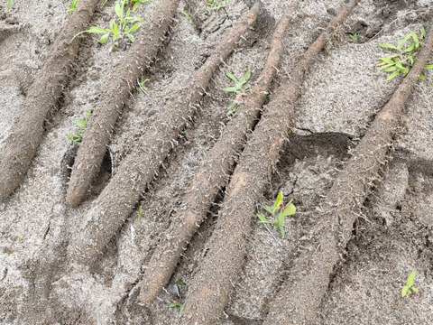 【鳥取県産】とろける触感 砂丘ながいも 5kg