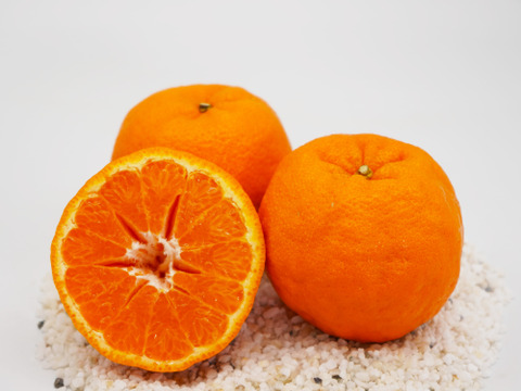 【香り豊かな甘ぷり】ポンカン　5kg　愛媛県産ポンカン