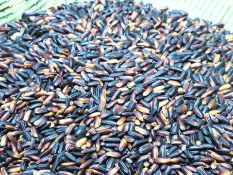 農薬、化学肥料不使用！ 古代からの香り米  黒米 500g