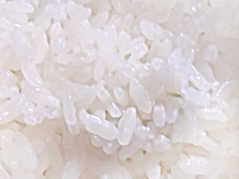 令和5年産 幻のお米 ハツシモ 大阪千早赤坂産 5kg