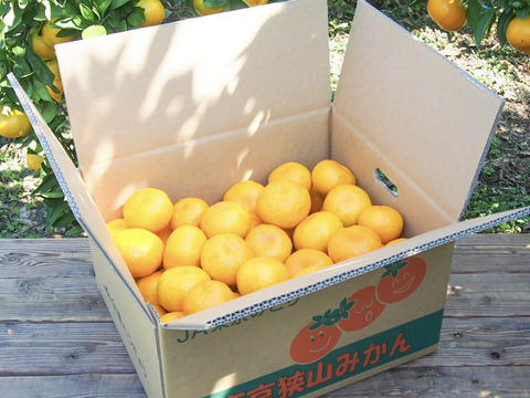 【数量限定】幻の東京産みかん10kgサイズミックス(SS～2L)【東京狭山みかん】