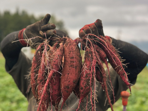熊本県産オーガニックさつまいも【万能なホクホク系】（箱込み5kg）すずほっくり、グリル料理にも！