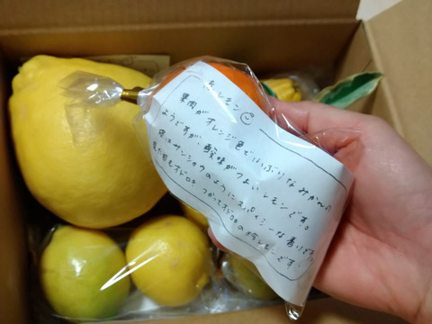 いろんなレモンのおまかせセット化学農薬不使用・希少レモン入り【柑橘食べ比べ】
