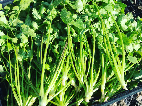 【香り高い！】パクチー