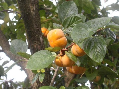 今季最終・富山の四谷柿（よたんがき）ご家庭用2.5kg前後