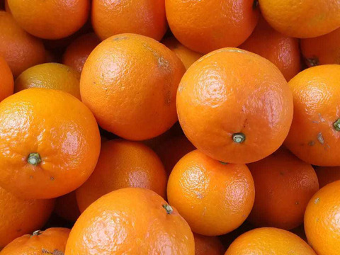 【食べ比べ】甘くて爽やか！【黄金柑】2ｋｇ・とってもジューシー！【たんかん】3ｋｇ