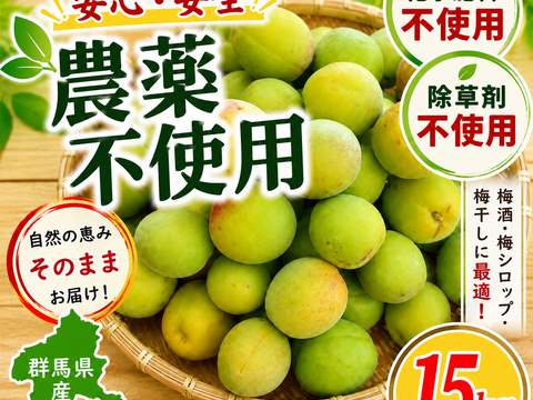農薬不使用 青梅〜中熟梅 15Kg 自家農園 梅干し　梅酒 梅シロップ 農家直送 収穫後発送