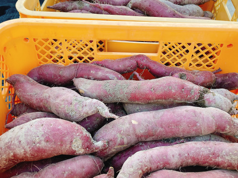 秋スイーツ！『紅はるか』5kg