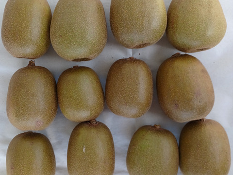 糖度２０度前後自然栽培レッドキウイ1キロとちょっと６０サイズ自然農法果樹園アイアイファーム　紅芯系キウイ果物