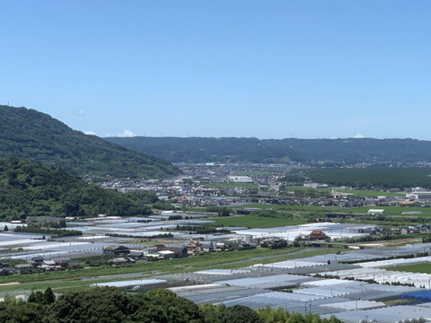加工にどうぞ＊特別栽培ブラッドオレンジ・タロッコ４キロ