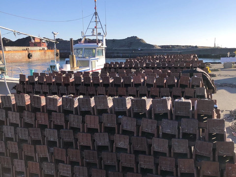 青空レストランで紹介【太東・大原産マダコ】生タコ500g以上