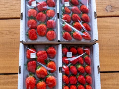 酸味控えめで甘い！かおり野2P　お得なご家庭用！　230g×2p