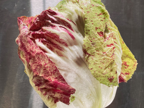 富山県産 リーフチコリー アソート 8個入り トレビス プレコーチェ トレビスローザ カステルフランコ他