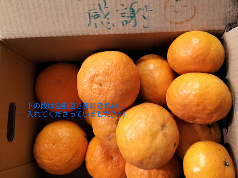 【朝市限定】3㎏：とみ子ばぁばの『なつみ』希少柑橘