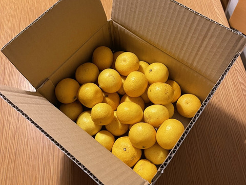 『2025ねん』【希少】湘南ゴールド(露地栽培)B品家庭用混合サイズ　　　S ~Lサイズ2kg【幻のオレンジ】
食べチョクアワード2024果物部門　3位入賞‼️