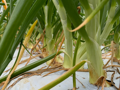【期間限定】（訳あり）フルーツ玉ねぎ　3kg　熊本県産
