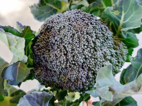 小さめブロッコリー ２株　高知県産