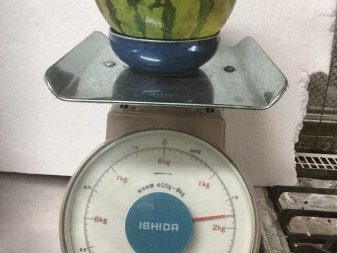 兵庫産 黄金羅王　TVで大人気　小玉スイカ1玉　ご家庭用②