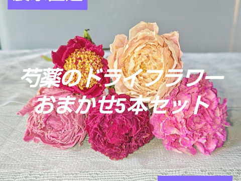 【ドライフラワー】芍薬(シャクヤク) 5本セット お花 はな 切花 農家直送