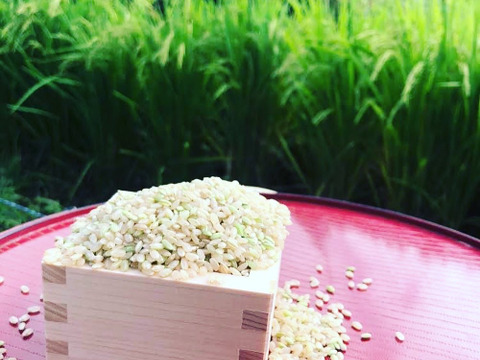 【令和５年産新米(玄米)】愛媛県自家農園　農薬・化学肥料・除草剤不使用あきたまち10kg
