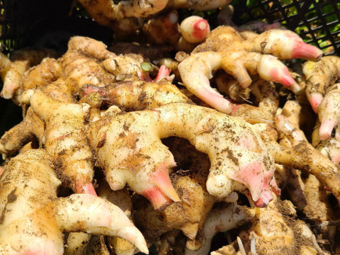 期間限定品　訳あり！土付き新生姜5キロ