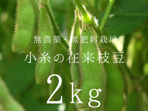 小糸の在来枝豆(枝付き)2kg【無農薬・無肥料】