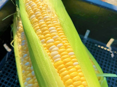 島育ちの口いっぱいに広がる甘い幸せ♪特選 とうもろこし 甘々娘 ５本入り 発送予定日 ６月２６日（土）：兵庫県産のとうもろこし｜食べチョク｜産地直送(産直)お取り寄せ通販  - 農家・漁師から旬の食材を直送