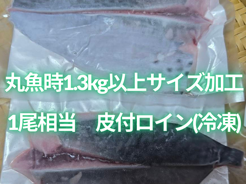新星！養殖スマ(媛スマ)冷凍皮付ロイン(340g~390g) 4パック/箱