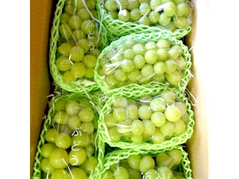 旨味にとことん拘ったシャインマスカット 大箱 6 9房入り 長野県産 食べチョク 農家 漁師の産直ネット通販 旬の食材を生産者直送 旨味にとことん拘ったシャインマスカット 大箱 6 9房入り 長野県産 食べチョク 農家 漁師の産直ネット通販 旬の食材を生産者直送