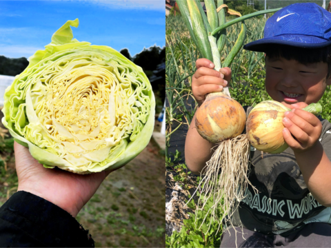 3kg【固定種の玉ねぎ】とキャベツの農薬不使用🧅旨い野菜の自然の甘味！