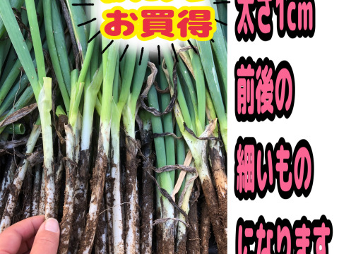 ※売りつくしセール・数量限定販売【農薬・化学肥料不使用栽培】青森県産 赤ネギ