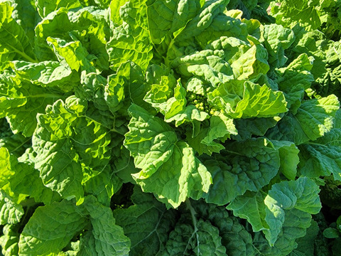 菜の花（3kg）朝採り直送！！