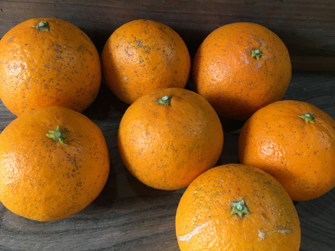 果汁たっぷり！【自然栽培の清見オレンジ】　5kg（箱込）和歌山県産