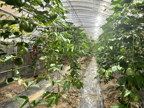 贈答用でもいける‼︎南国のパッションフルーツ（3個）