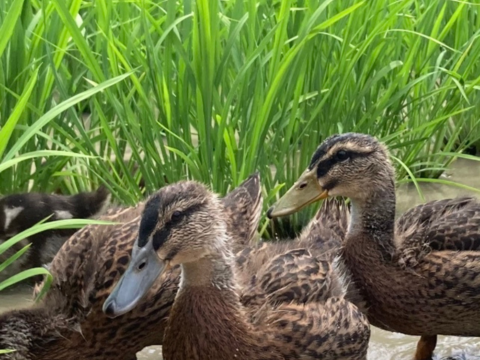 神様のお米イセヒカリ！『アイガモ農法米』農薬、化学肥料不使用！玄米５kg淡路島産