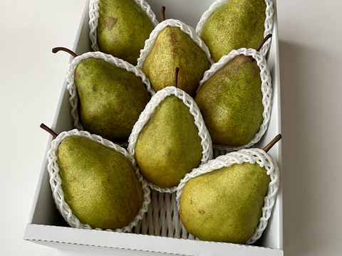 🍐【レア品種の訳あり】【絶妙な酸味で濃厚な味わい】『シルバーベル』 ３キロ 【西洋なし】【西洋梨】【山形県天童市産】【ご家庭用】