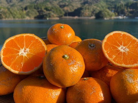 レアなみかんです 箱込み1 5kg お試し 栽培期間中農薬 化学肥料を使用していない 人と環境に優しい熊本天草の 金峰 みかん 熊本県産のみかん 柑橘類 食べチョク 産地直送 産直 お取り寄せ通販 農家 漁師から旬の食材を直送