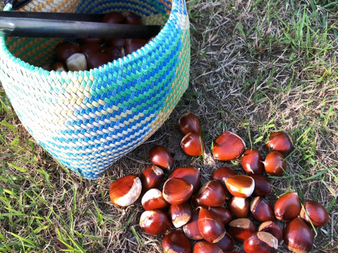 低温熟成・無燻蒸 サイズバラ栗 (１㎏)