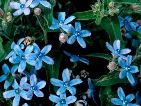 2個セット オキシペタラム ブルースター  イングリッシュガーデン  ブルーガーデン 花苗 多年草 宿根草